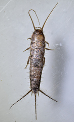 Allacrotelsa spinulata