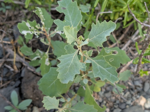 Mueller's saltbush (Atriplex muelleri)