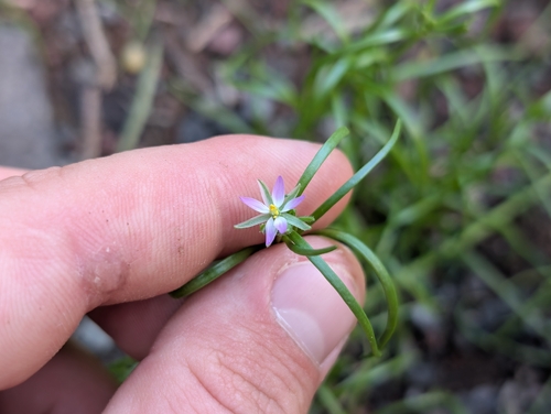 Spergularia marina observed 2026-01-29