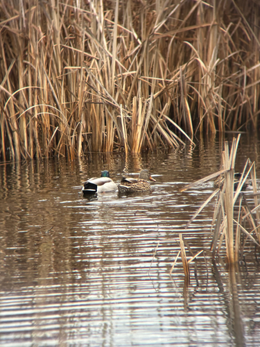 iNaturalist: (c) Shelby Connelly, some rights reserved (CC BY-NC), uploaded by Shelby Connelly iNaturalist image