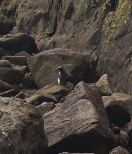 Snares Penguin (Eudyptes robustus), photo 4