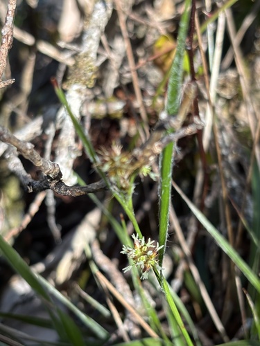 Luzula hawaiiensis observed 2026-01-28