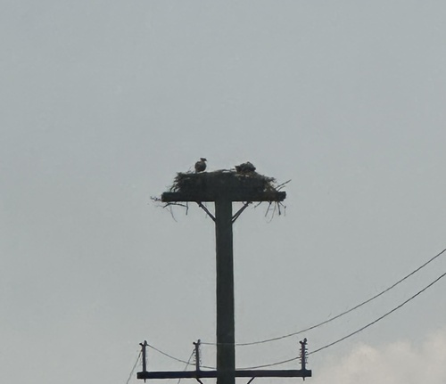 iNaturalist: (c) blastoma, some rights reserved (CC BY-NC), uploaded by blastoma iNaturalist image