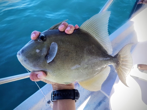 Finescale triggerfish (Balistes polylepis) — Balistidae — 2