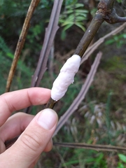 Septobasidium simmondsii