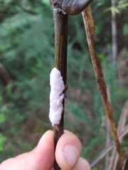 Septobasidium simmondsii