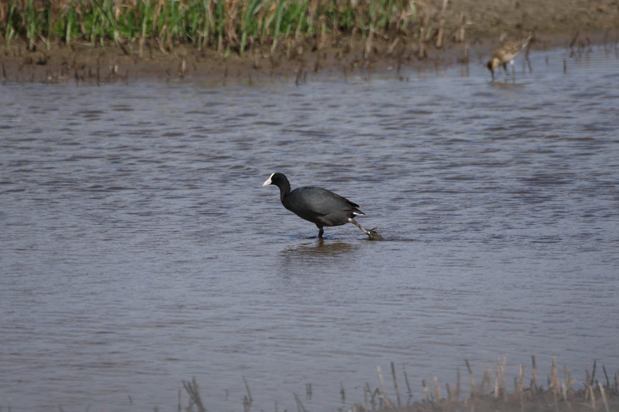 Hawaiian Coot (Fulica alai), photo 5