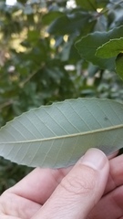 Notholithocarpus densiflorus densiflorus