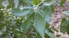 Notholithocarpus densiflorus densiflorus
