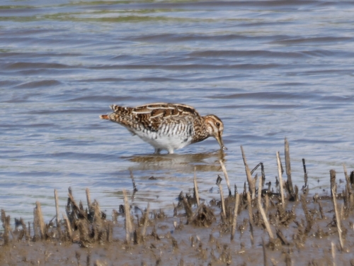 Gallinago gallinago, 2026-01-29