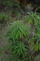 Siphocampylus giganteus