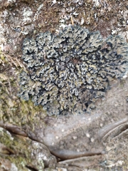 Leioderma duplicatum