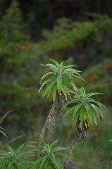 Siphocampylus giganteus