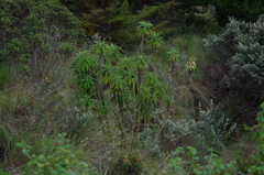 Siphocampylus giganteus