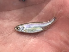 Cyprinella lutrensis