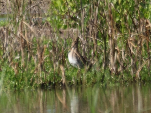 Gallinago gallinago, 2026-01-29