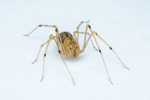 Scytodes ytu