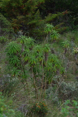 Siphocampylus giganteus