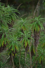 Siphocampylus giganteus