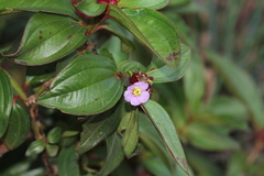 Tristemma mauritianum image