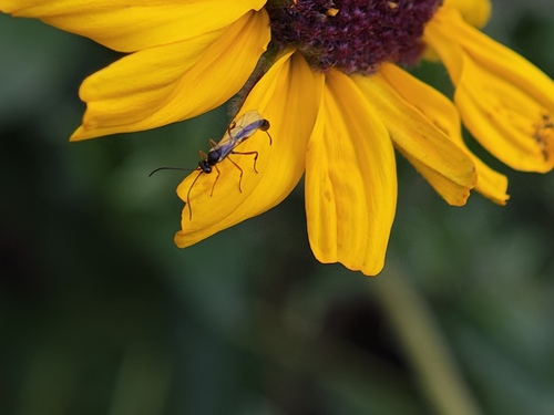 iNaturalist observation photo of Ichneumonid Wasps
