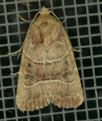 Elaphria fuscimacula