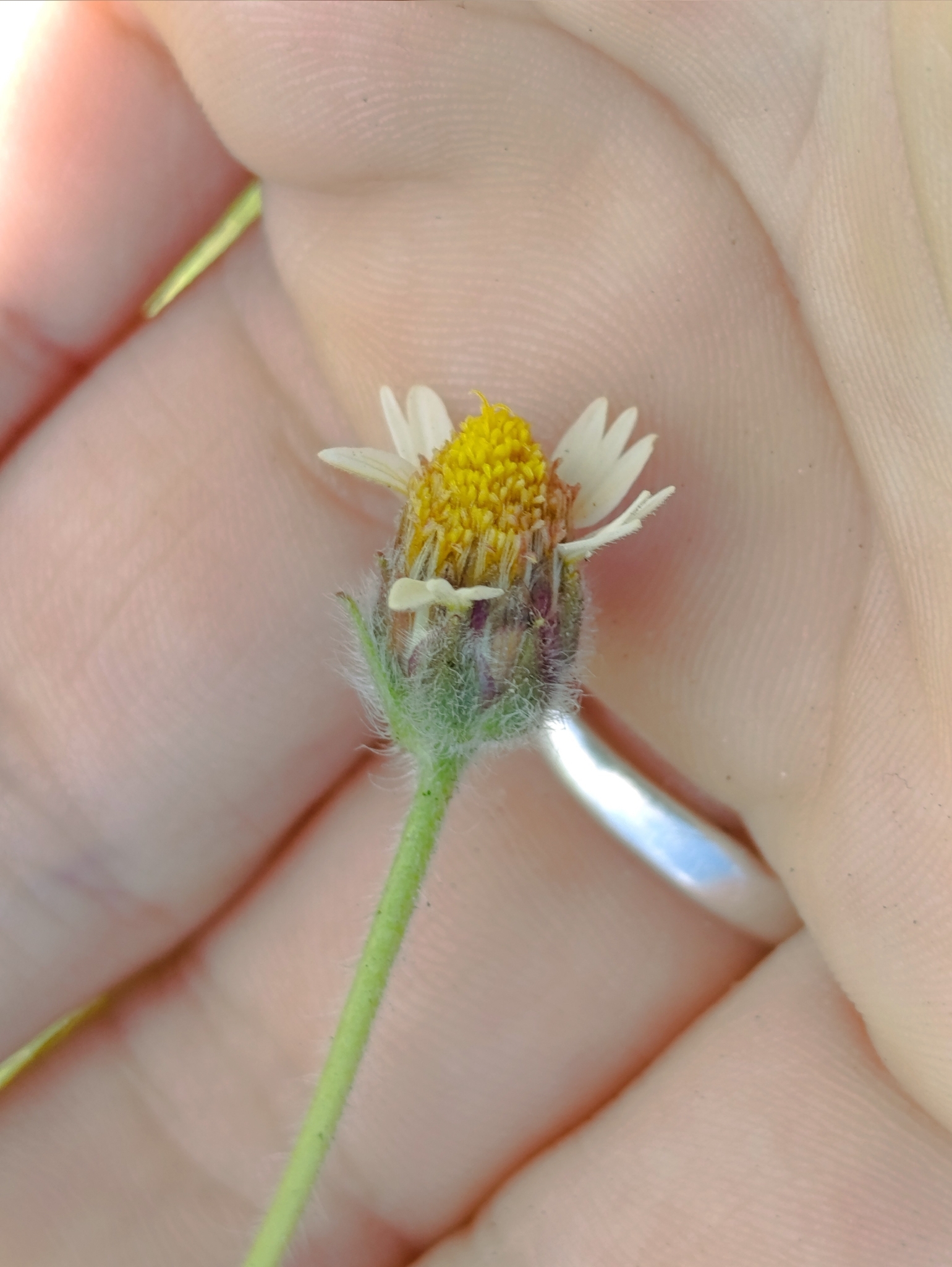 Tridax procumbens