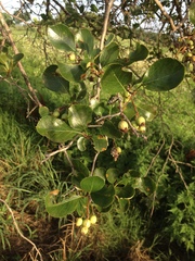 Crataegus reverchonii