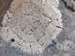 Placopsis perrugosa