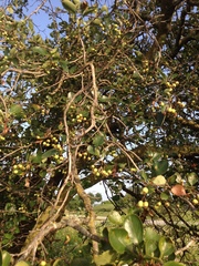 Crataegus reverchonii