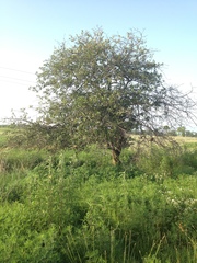 Crataegus reverchonii