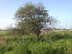 Crataegus reverchonii
