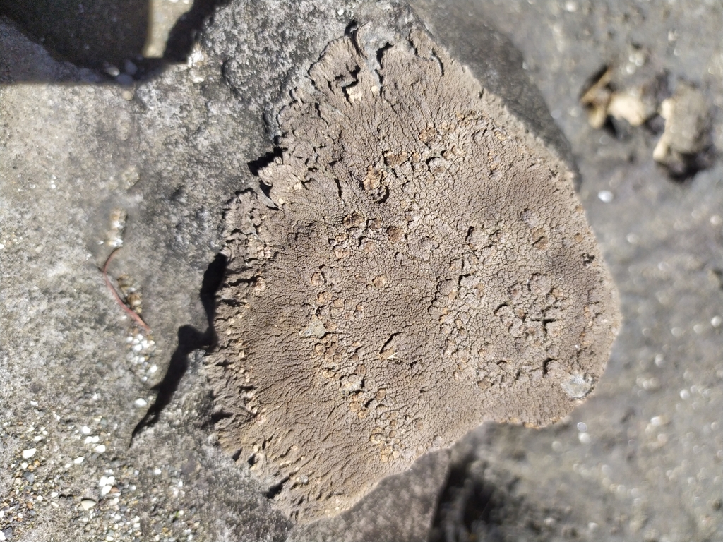 Placopsis perrugosa