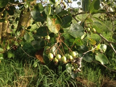 Crataegus reverchonii