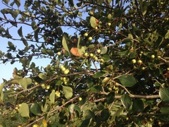 Crataegus reverchonii