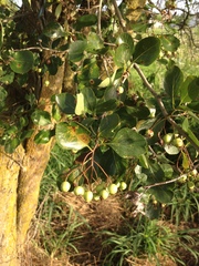 Crataegus reverchonii
