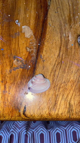 Hysteroconcha lupanaria