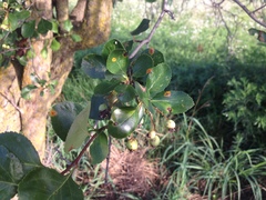 Crataegus reverchonii