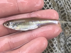 Cyprinella lutrensis