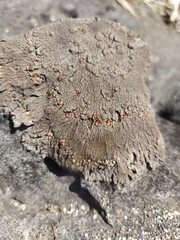 Placopsis perrugosa
