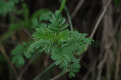 Tagetes zypaquirensis