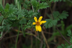 Tagetes zypaquirensis