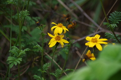 Tagetes zypaquirensis