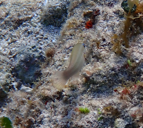 Scarus iseri