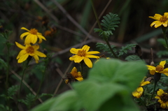 Tagetes zypaquirensis