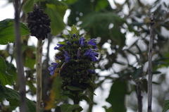 Salvia macrostachya