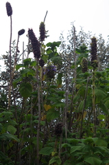 Salvia macrostachya