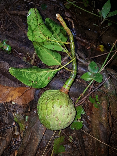 Magnolia ovata, photograph 2