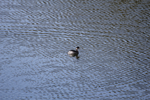 iNaturalist: (c) bcnico, some rights reserved (CC BY-NC) iNaturalist image