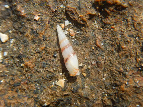 Mazatlania fulgurata (Mazatlania fulgurata)